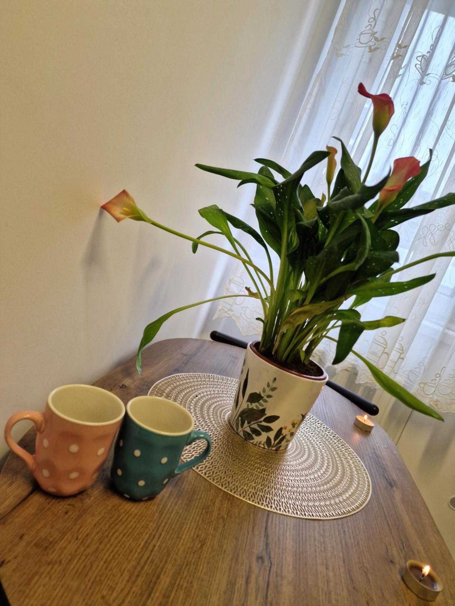 Studio&Garden! Roşu المظهر الخارجي الصورة